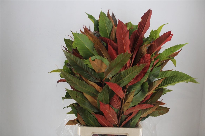 <h4>Kastanje Blad Herfst Pbs</h4>