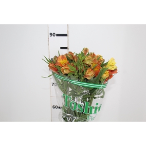 ALSTROEMERIA CHEERIO 080 CM