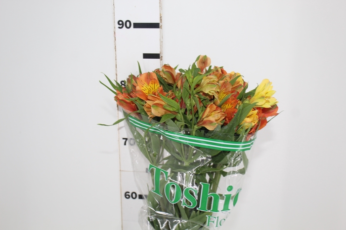 <h4>ALSTROEMERIA CHEERIO 080 CM</h4>
