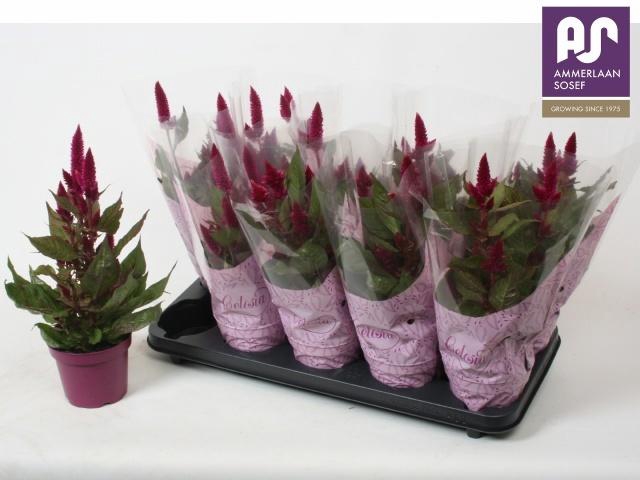 <h4>CEL DEEP PURPLE</h4>