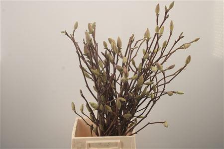 <h4>Magnolia Ov</h4>