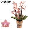 Phalaenopsis Multifloratypes Odorion