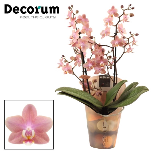 <h4>Phalaenopsis Perfíum 2+ tak Odorion (Decorum)</h4>