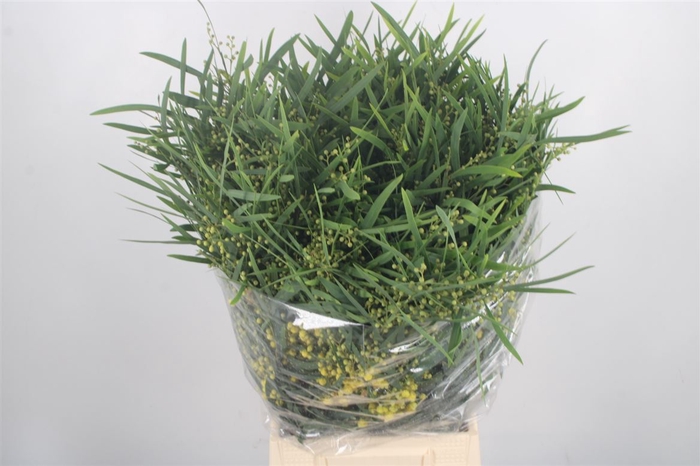 <h4>Acacia Floribunda Per Bunch</h4>