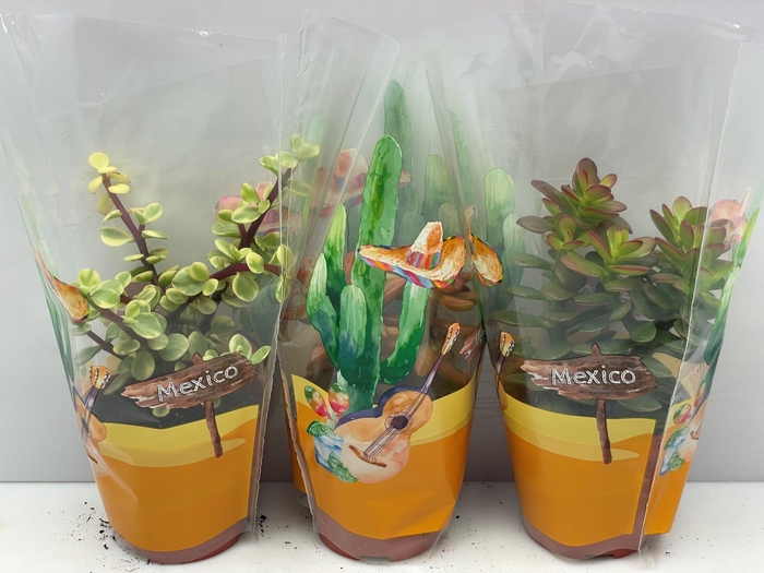 <h4>SUCC OV</h4>