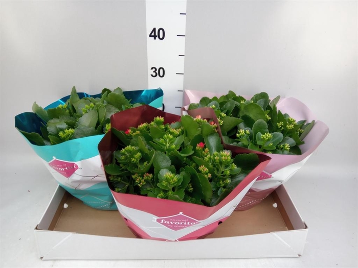 <h4>Kalanchoe blos.   ..mix 5</h4>