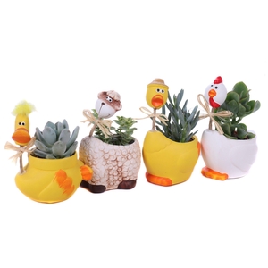 Succulenten in paas long neck planter