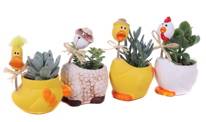 <h4>Succulenten in paas long neck planter</h4>