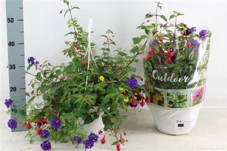 arr8 Perkpl Toef 4 Kl