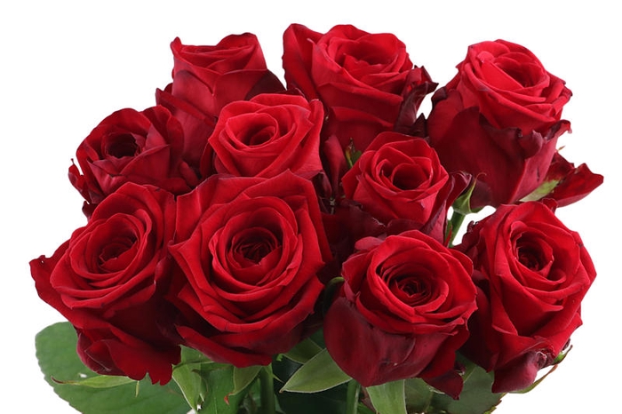 <h4>R Gr Red Naomi</h4>