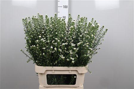 <h4>Ast U Paquita</h4>