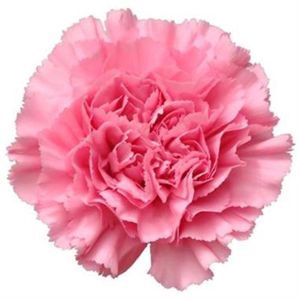<h4>DI ST PINK</h4>