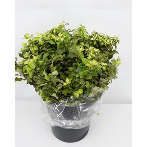 Pittosporum Lemon Extra