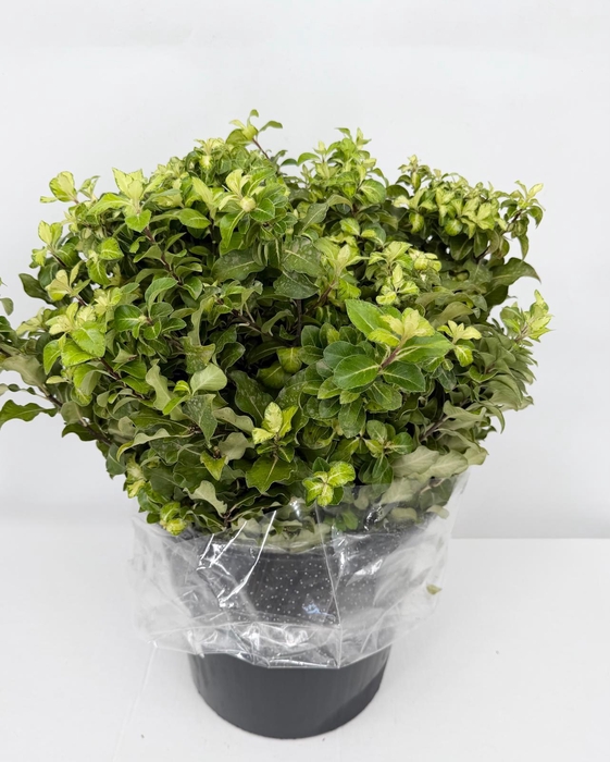 <h4>Pittosporum Lemon Extra</h4>