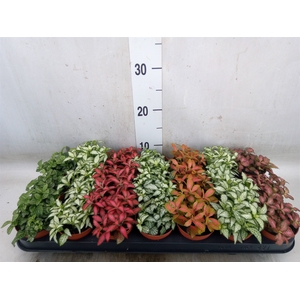 Fittonia   ...mix 7
