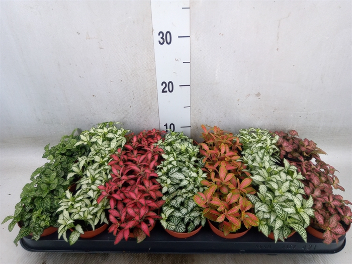 <h4>Fittonia   ...mix 7</h4>