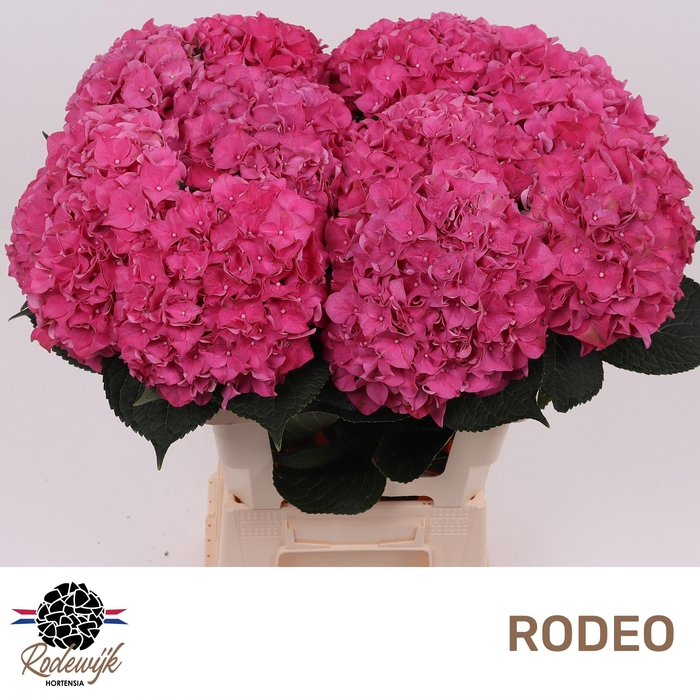 <h4>HYDR M CH RODEO RD</h4>