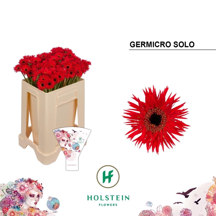 <h4>GE NA GERMICRO SOLO</h4>
