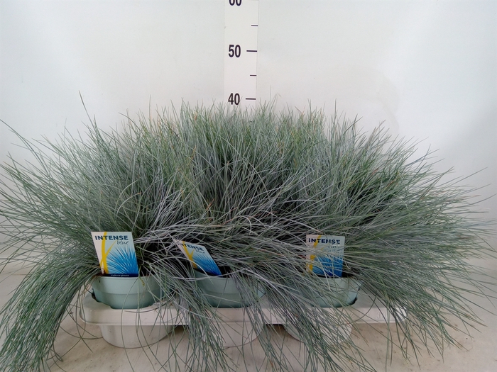 <h4>Festuca glauca 'Intens Blue'</h4>