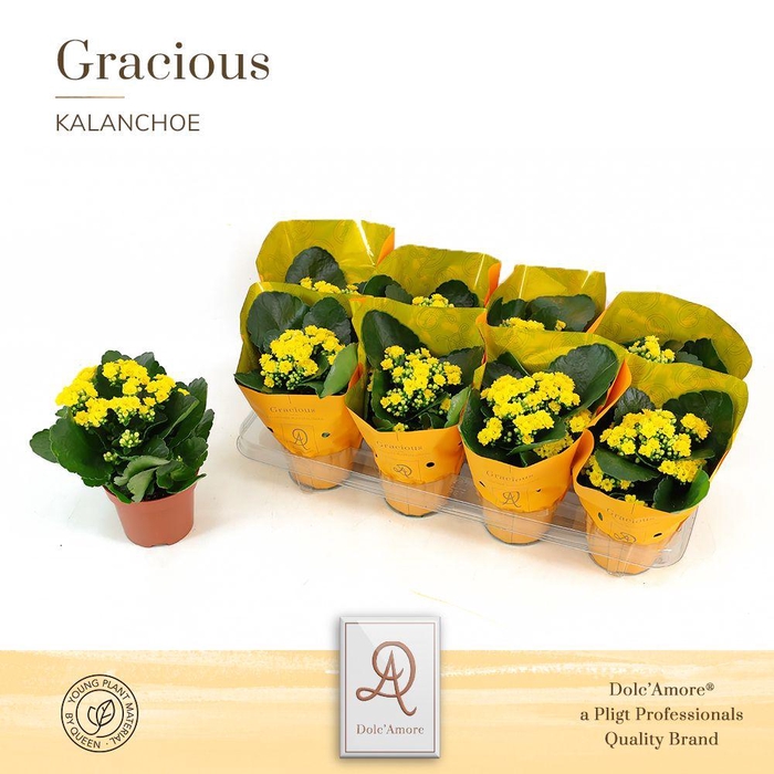 <h4>Kalanchoe Raelynn P12 Dolc'Amore® Metallic TST</h4>