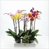 Balletto Mix 1 spike in Lazio White