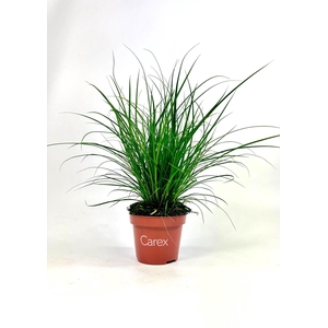 Carex brunnea (groen) p10,5