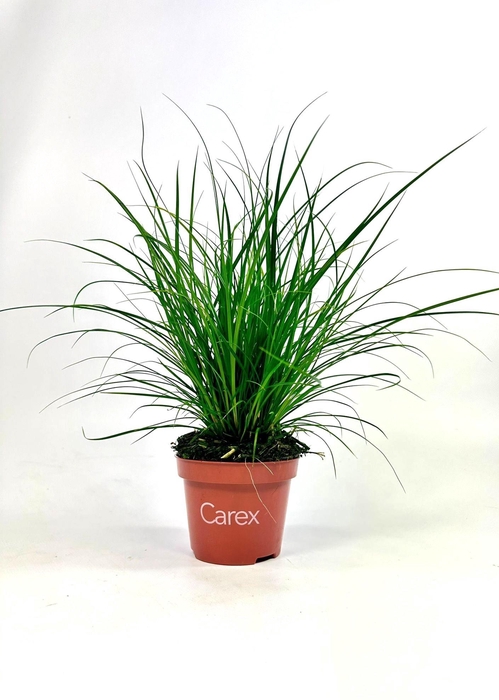 <h4>Carex brunnea (groen) p10,5</h4>
