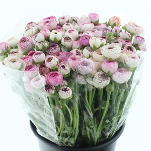 Ran El Cappucino Pink Extra