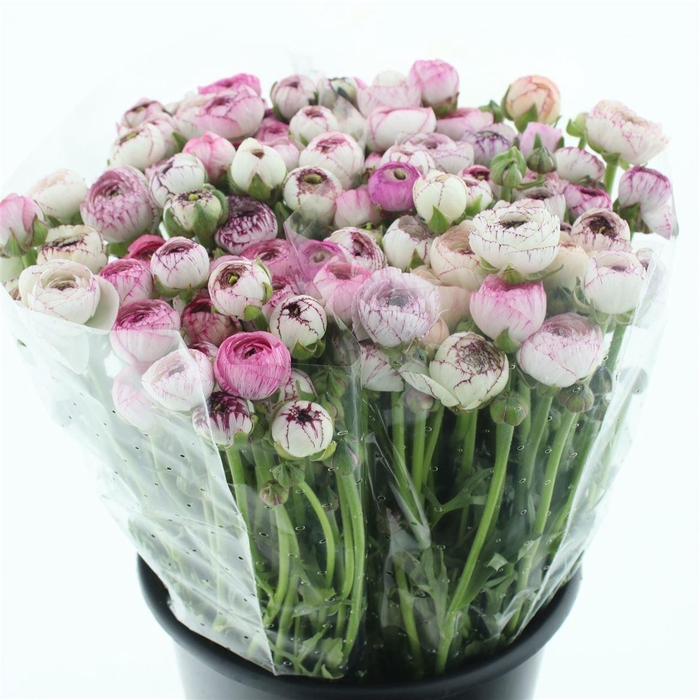 <h4>Ran El Cappucino Pink Extra</h4>