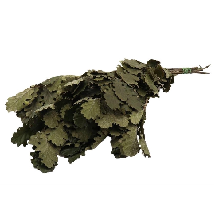 <h4>Preserved Oak 55cm 200g</h4>