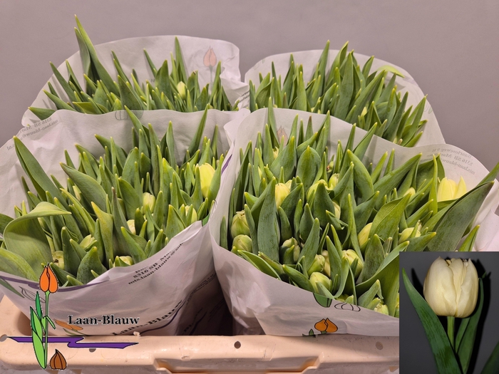 <h4>TU DU VERONA</h4>