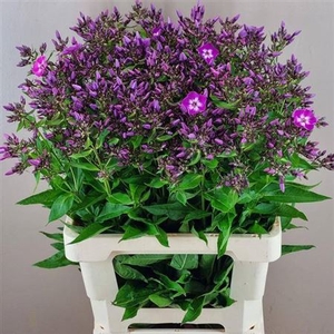 Phlox P Laura