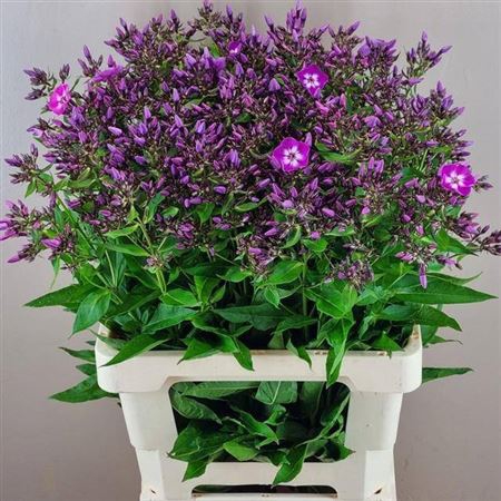 <h4>Phlox P Laura</h4>