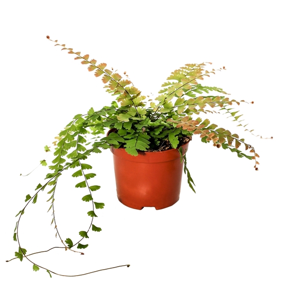 <h4>Adiantum Caudatum (Walking Maidenhair)</h4>