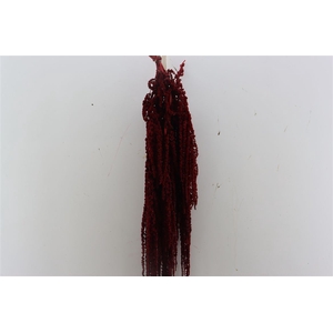 Pres Amaranthus Caud Bordeaux Bunch