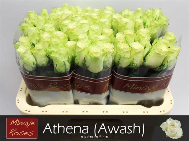<h4>R Gr Athena Extra Young Minaye</h4>