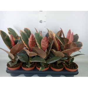 Ficus elastica 'Belize'