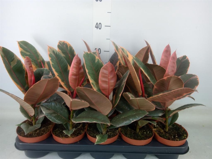 <h4>Ficus elastica 'Belize'</h4>