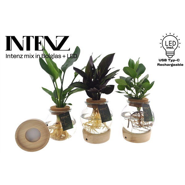 <h4>Intenz mix in Bolglas + LED - levertijd: 24 u</h4>