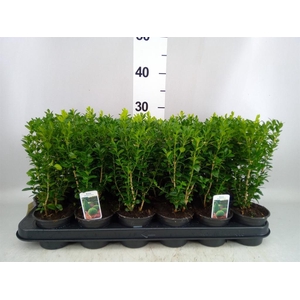 Buxus semp.   ...