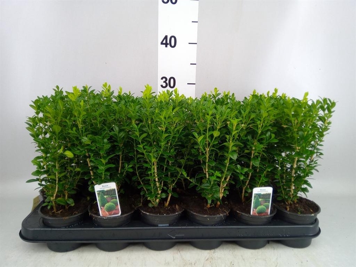 <h4>Buxus semp.   ...</h4>