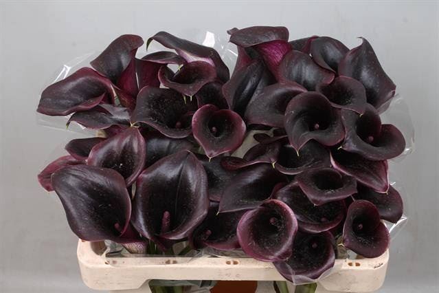 <h4>Calla Call Ceara</h4>
