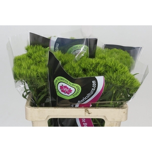 Dianthus Br Kiwi Mellow
