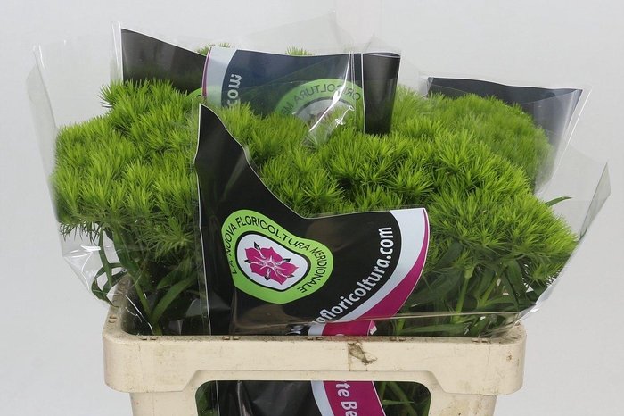 <h4>Dianthus Br Kiwi Mellow</h4>