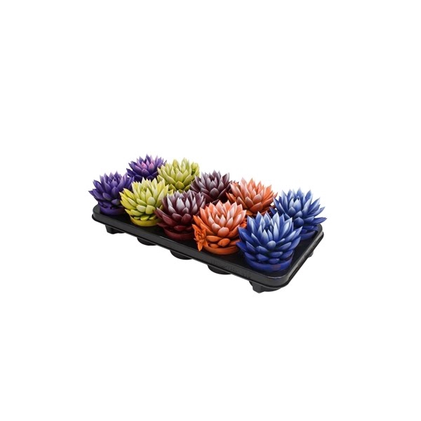 <h4>Echeveria bicoloured mix</h4>