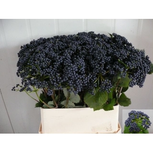 Viburnum Blueberry Hill Dijkstra