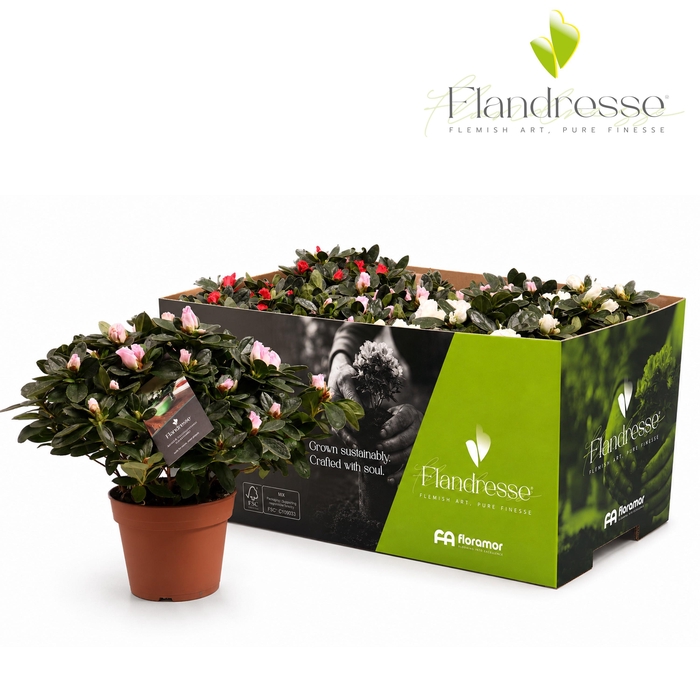 <h4>Azalea Flandresse® 'Three Times Two' 30 - 32 cm</h4>