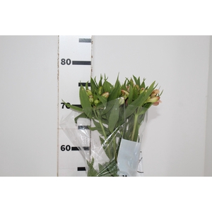 ALSTROEMERIA DIRTY DANCING 080 CM
