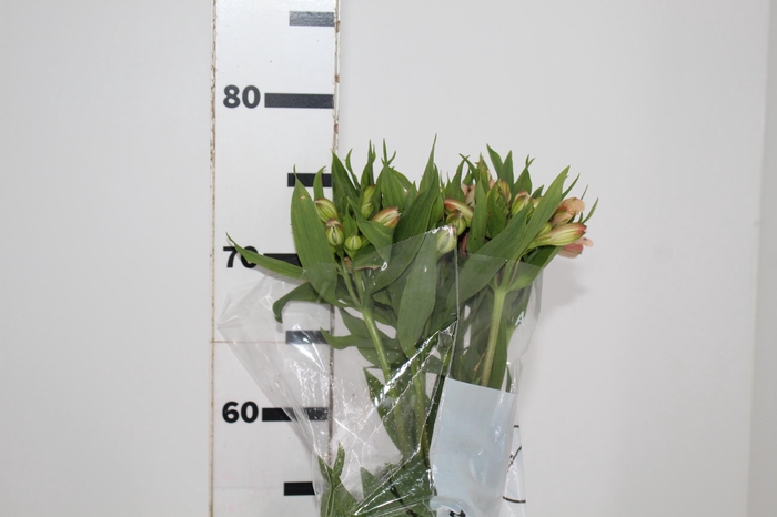 <h4>ALSTROEMERIA DIRTY DANCING 080 CM</h4>