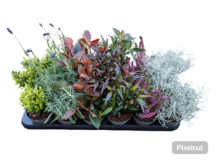 <h4>Heestermix tray 18</h4>